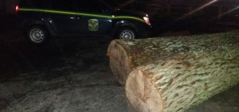 Крадіжка дуба волинянину обійдеться у 17 тисяч штрафу