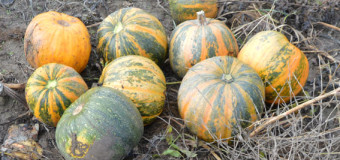 У волинянина викрали сортові гарбузи