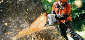 На Волині затримали чоловіків, які різали самовільно ліс