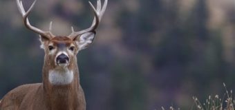 Недалеко від Луцька можна побачити вовків і погодувати оленів
