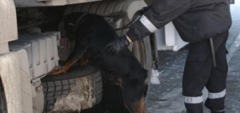 Волинські прикордонники затримали авто, яке було в міжнародному розшуку