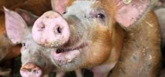 У Росії знищили більше 200 тисяч свиней