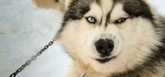 Лучанці продали загубленого собаку