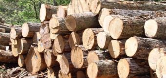 У Луцькому військовому лісництві виявили порушення