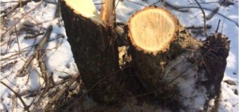 На Волині поблизу кордону незаконно вирубують ліс