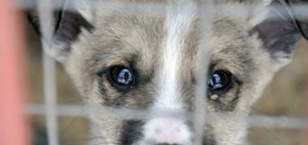 У Луцьку хочуть перевірити «притулок для бродячих»