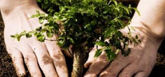 У Луцьку цьогоріч посадять більше тисячі дерев