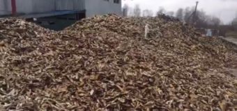 Відходи із ковельського ветсанзаводу можуть перевезти в інший мікрорайон міста