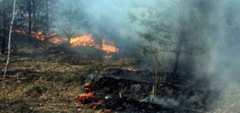 Опублікували фото тварин, які загинули під час пожежі поблизу волинського села