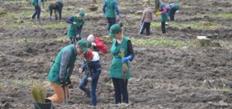 У Луцькому районі школярі посадили дубово-модринову плантацію. ФОТО
