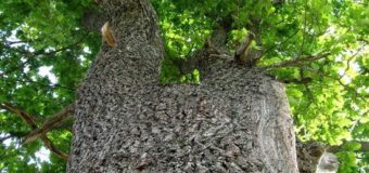 У луцького унікального дуба забрали статус ботанічної пам’ятки природи