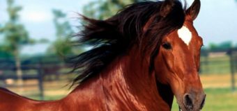 Кримчанин викрадав на Волині коней