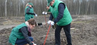 Працівники Волинської ОДА посадили два гектари лісу