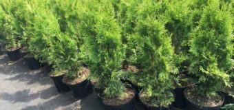 Волинянин може сісти через декоративні дерева