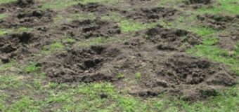 Поблизу Луцька жінка викрала 50 кущів квітів