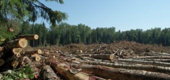 Прокуратура Волині посприяла відшкодуванню збитків внаслідок незаконних порубок дерев