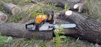 На Камінь-Каширщині самовільно вирубують дерева