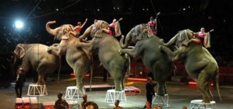 У Латвії заборонили використовувати у цирку диких тварин