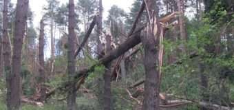 Внаслідок буревію на Волині пошкоджено майже 1500 га лісу. ФОТО та ВІДЕО