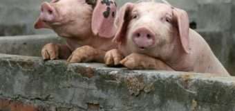 На Волині виявили перший випадок африканської чуми свиней