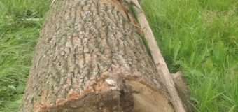 На Волині лісопорушники намагались викрасти два дуби