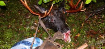 На Любешівщині лісова охорона затримала браконьєрів, які застрелили самця і самку лося