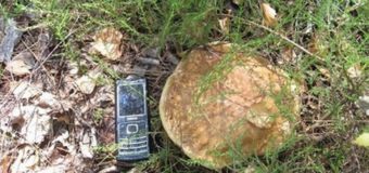Волинянин пішов по гриби і помер у лісі