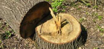 На Волині лісова охорона виявила крадіжку дубів