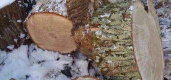 На Волині розкрили спосіб нелегальної доставки деревини на приватні пилорами