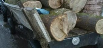 Волинян упіймали на крадіжці дуба