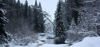 Волинські лісівники вивчають досвід своїх колег у Фінляндії