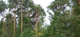 ОТГ на Волині стурбована вирубуванням колгоспних лісів і просить їх у свою власність