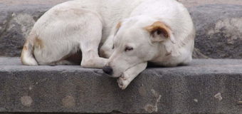 Член виконкому: «Кількість безпритульних собак у Луцьку не зменшується»