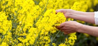 Волинські аграрії вимагають скасувати сплату ПДВ при експорті сої, ріпаку та насіння соняшника