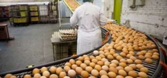Україна увійшла в десятку у рейтингу найбільших світових виробників яєць