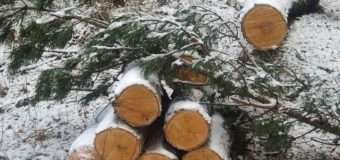 На Волині четверо чоловіків незаконно вирубували дерева на військовому полігоні