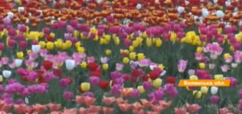 Два гектари тюльпанів: неймовірна краса на Волині. ВІДЕО