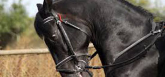 На Волині кінь убив свого господаря