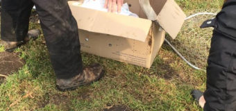 На Волині рятували травмованого лебедя