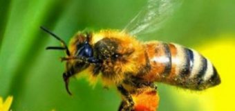 Поліція розслідує масову загибель бджіл у Турійському районі