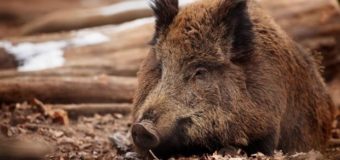 Встановлюють причину загибелі двох диких свиней і двох поросят у волинському лісі