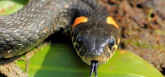 На Волині за вихідні змії вкусили двох людей