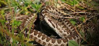 На Волині за три дні змії покусали 6 осіб