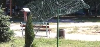 Як у Луцьку вирощують рослинні “живі скульптури”. ВІДЕО