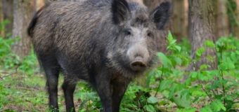 На Волині через африканську чуму відстрілюють диких кабанів