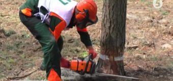 На Волині проходили змагання лісорубів. ВІДЕО