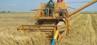 На Горохівщині почалися жнива