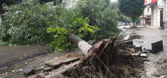 У центрі Луцька впала липа. ФОТО