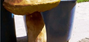 На Маневиччині виріс гриб-велетень