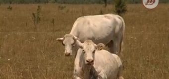 На Маневиччині вирощують корів породи Шароле. ВІДЕО